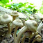 Mystery Mushroom cluster