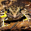 Pickerel Frog