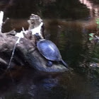 Eastern painted turtle