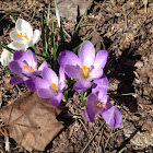 Crocus