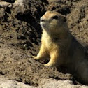 Richardson's ground squirrel