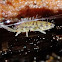 Springtail and slime mold