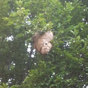 Bees nest 