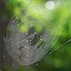 Spiny orb-weavers