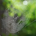 Spiny orb-weavers