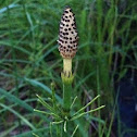 Scouring rush, Greater horsetail