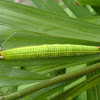 Common Palmfly caterpillar