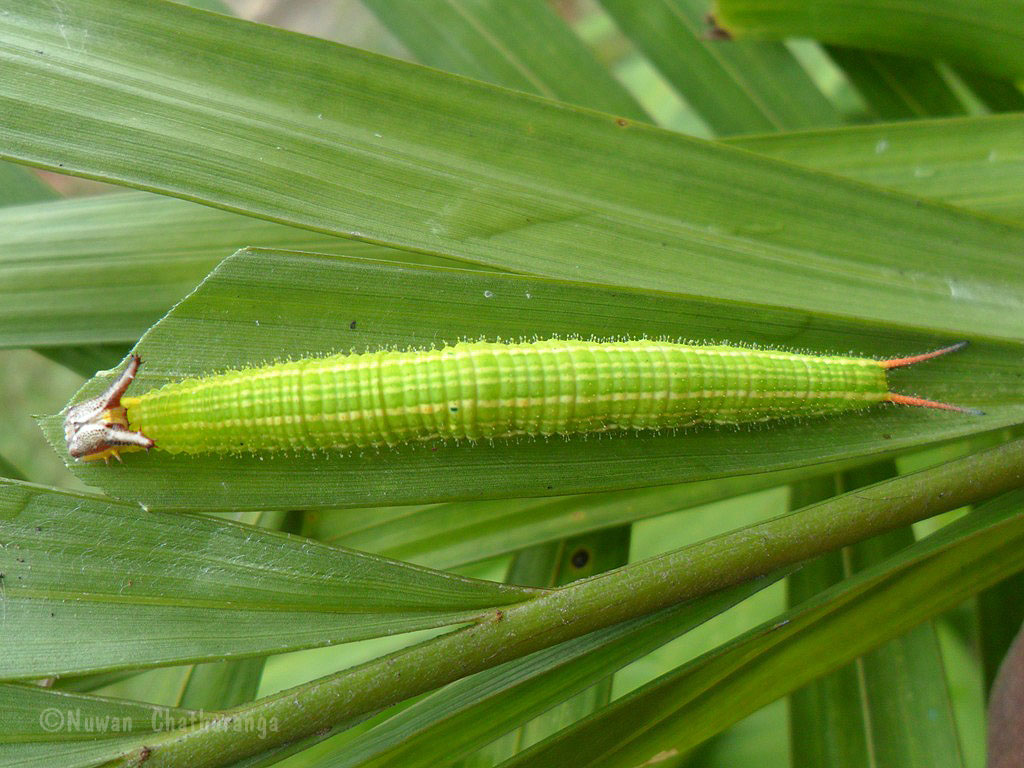 Common Palmfly caterpillar