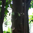 Cocoa tree