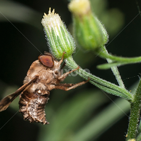 fly by Yudi Saksono - Animals Insects & Spiders