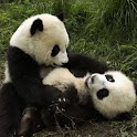 Cute Panda logo