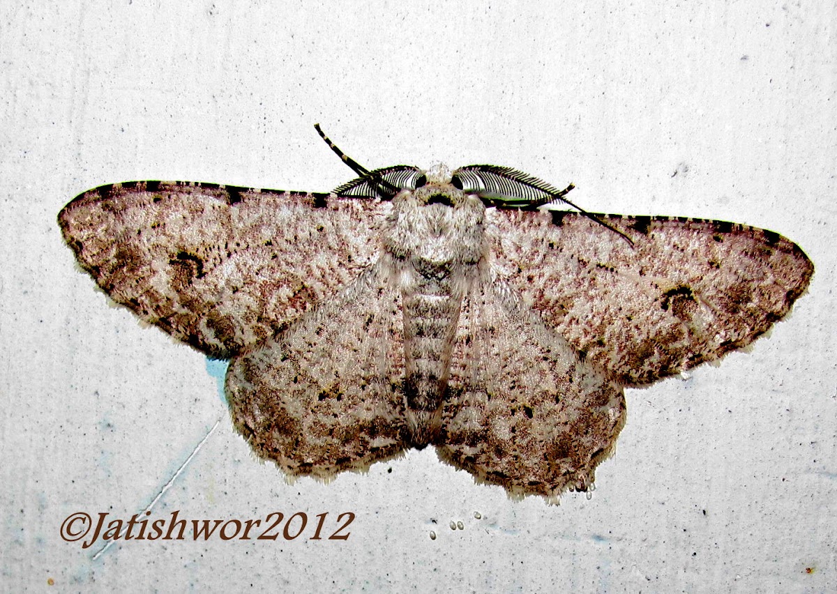 Geometridae (Gray moth)