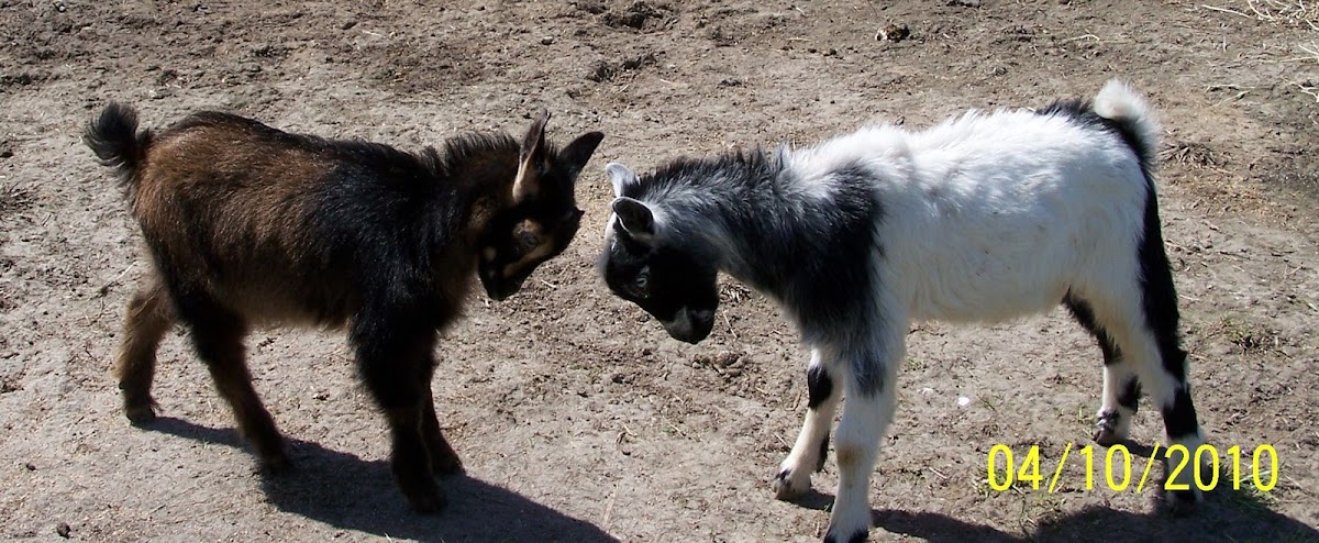Nigerian Dwarf Goats