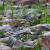 Little Ringed Plover / Flussregenpfeifer