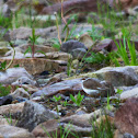 Little Ringed Plover / Flussregenpfeifer