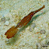 Thin Ghost Pipefish