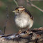 White-throated Sparrow.