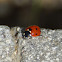 Seven spot Ladybug