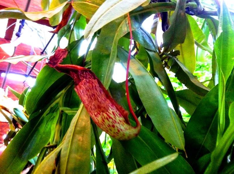 Pitcher plant