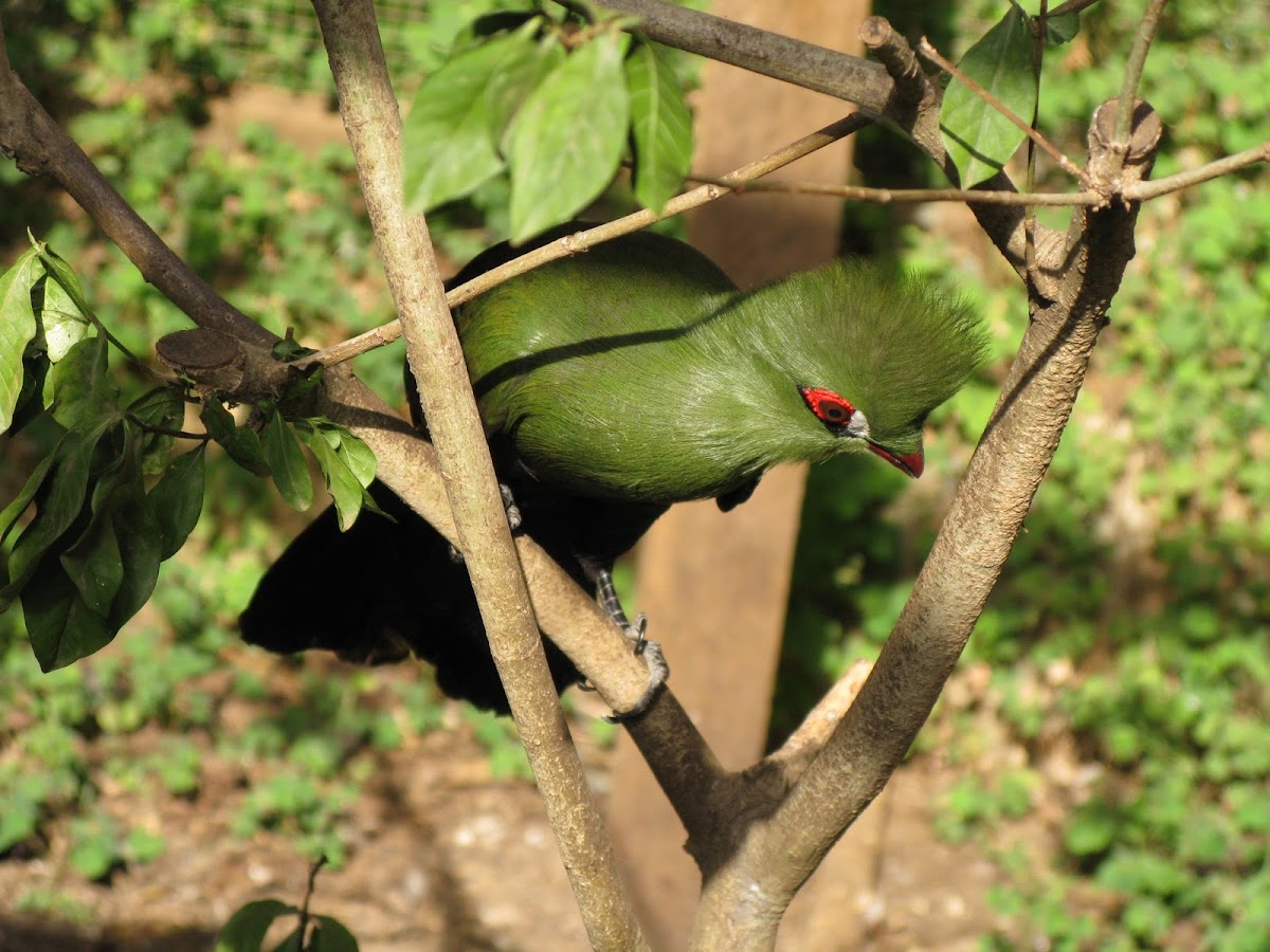 green turaco