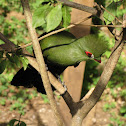 green turaco