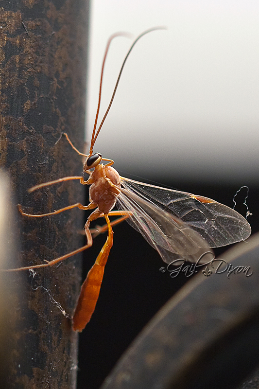 Ichneumonid wasp