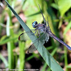 Great Blue Skimmer dragonfly (adult female)