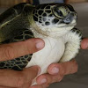 Hawksbill sea turtle