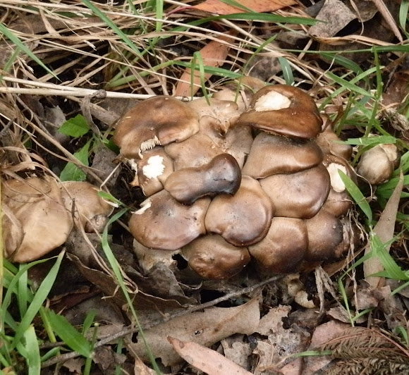 Fried Chicken Mushroom Project Noah
