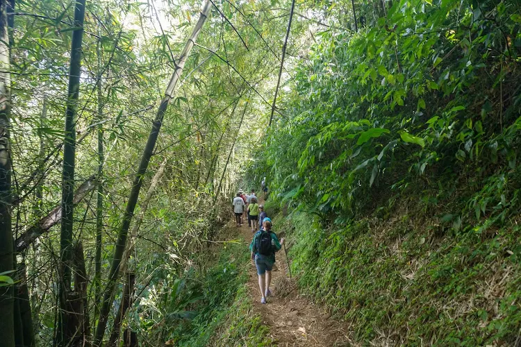 Trek along a hiking path to a waterfall in Grenada.