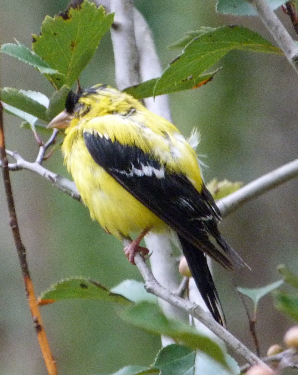 American goldfinch (male)