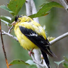 American goldfinch (male)