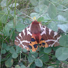 Great Tiger Moth
