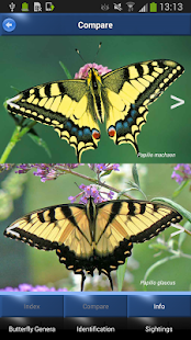 Butterfly Id - British Isles(圖3)-速報App