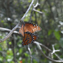 Queen Butterflies mating
