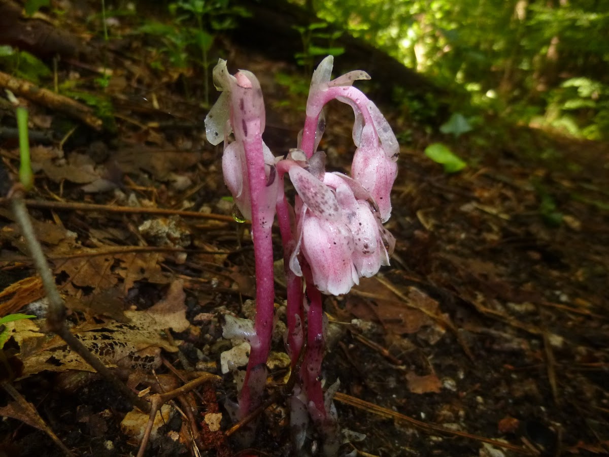 Indian Pipe