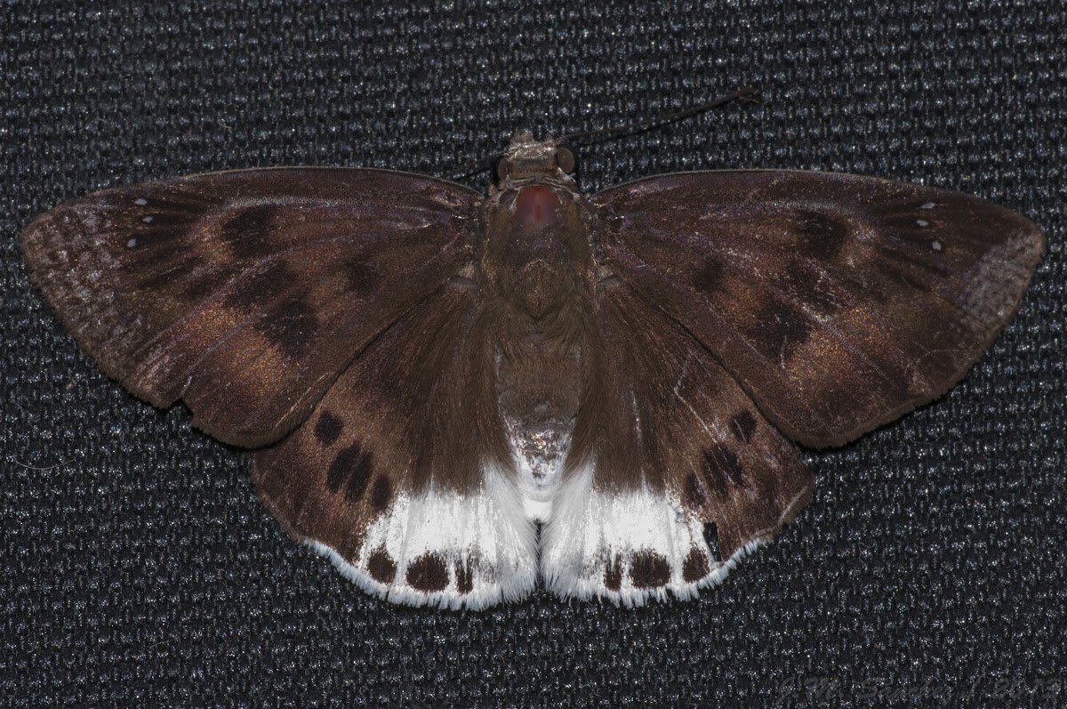 Large Snow Flat Butterfly