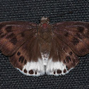 Large Snow Flat Butterfly