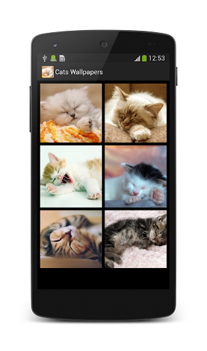 免費下載個人化APP|Cats Wallpapers HD app開箱文|APP開箱王
