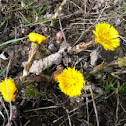 Coltsfoot