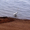 Great Egret. Garza blanca