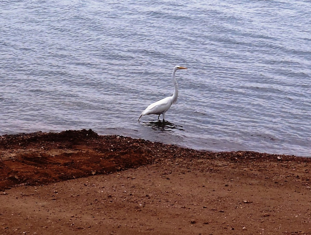 Great Egret. Garza blanca