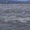 Sea birds feasting on Sardines