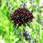 Scabious Ace Of Spades