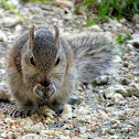 Eastern Gray Squirrel (juvenile)