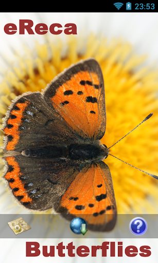 免費下載教育APP|eReca - UK Butterflies app開箱文|APP開箱王
