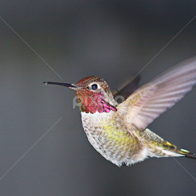 Hummer in Flight by Sherri Woodbridge - Animals Birds