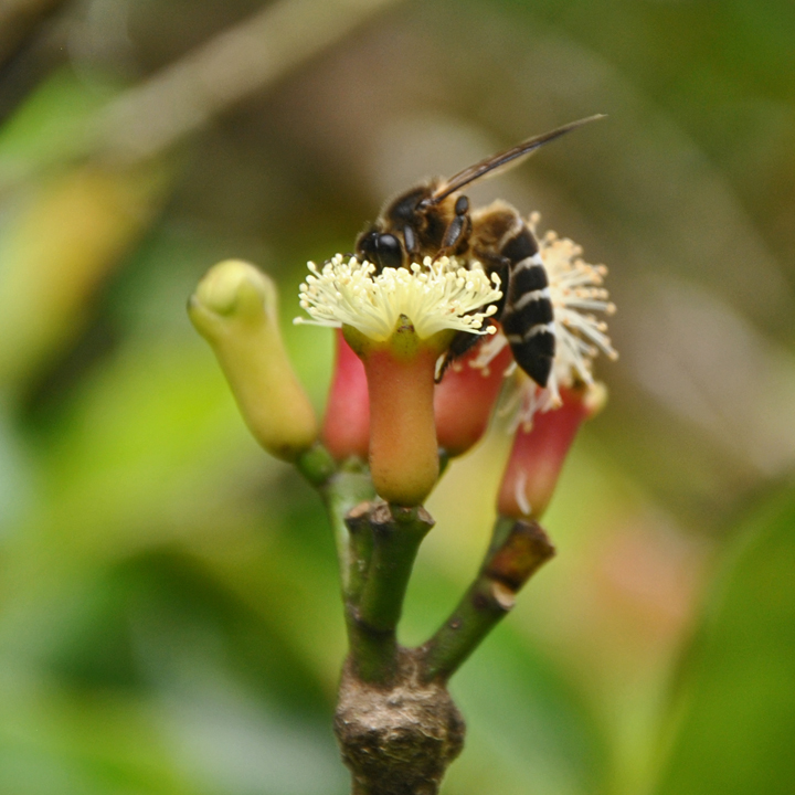 Giant honey bee
