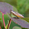 Atlantic Grasshopper