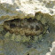 Chiton